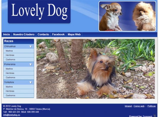 Los cachorros más adorables en la web de Lovely Dog, desarrollada con 